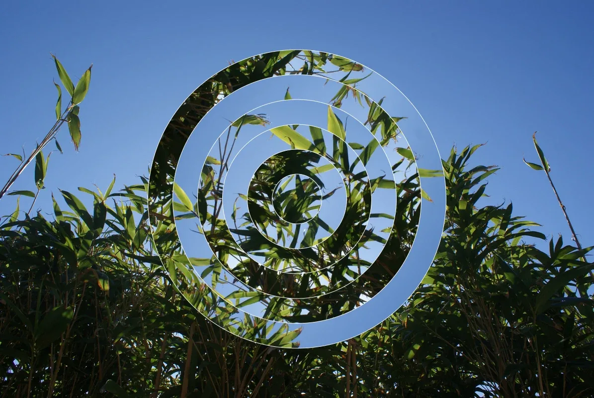 Bamboo split into rings, turned to a new arrangement