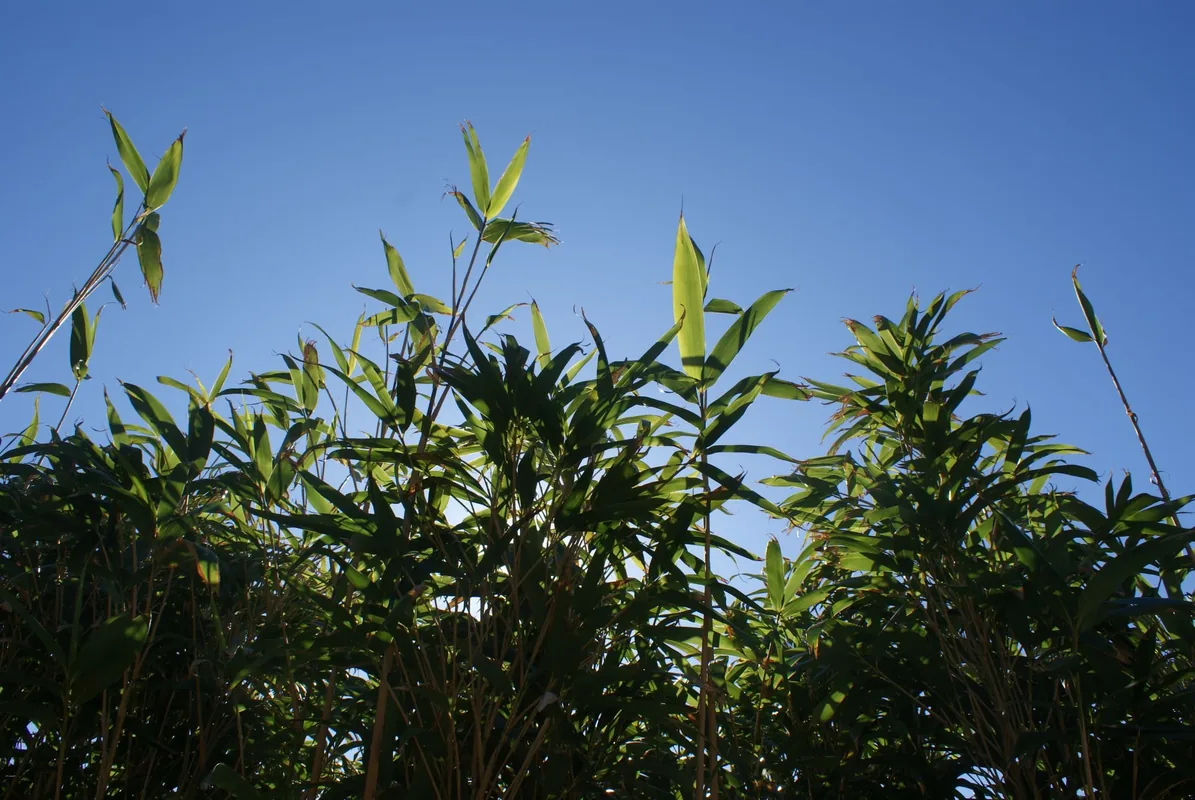 Bamboo against a clear blue sky, unaltered