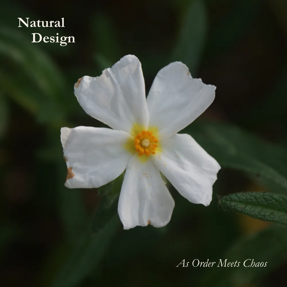 Front cover: Natural Design, As Order Meets Chaos