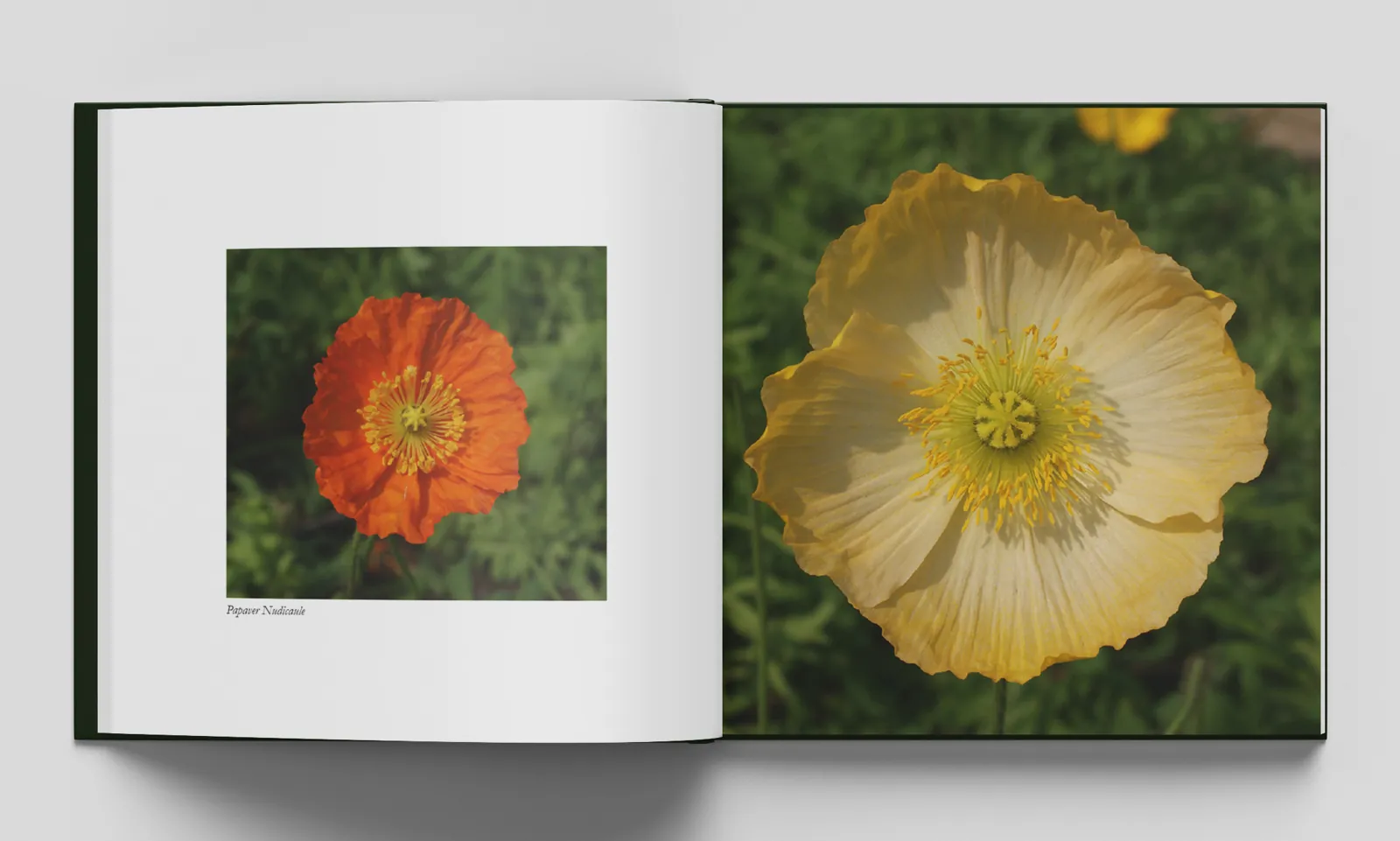 Open spread: Symmetry in Nature and Symmetry in the Mind