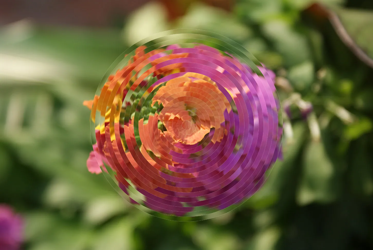 The same photograph with a coded ripple applied