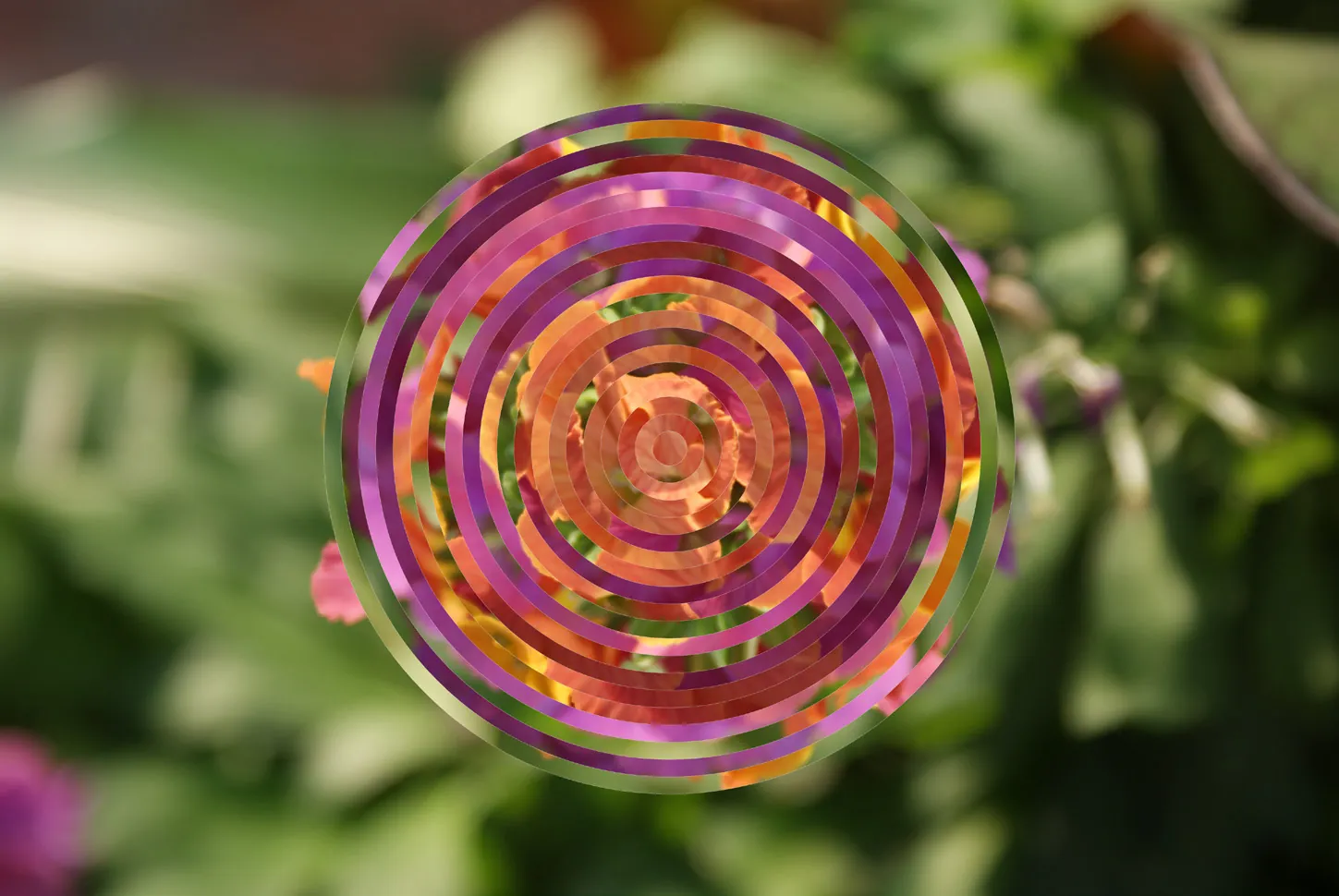Flower photograph transformed into rotating rings