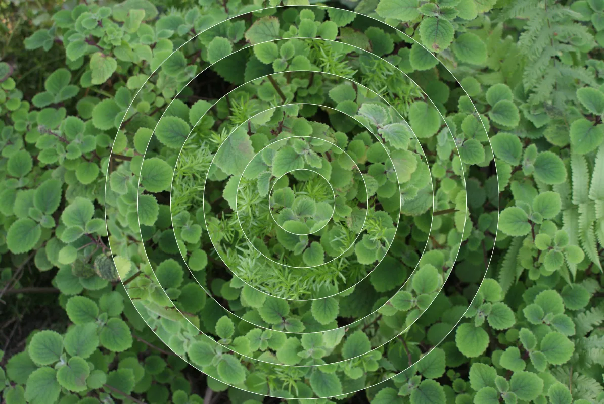 Living Cycle puzzle of clover leaves