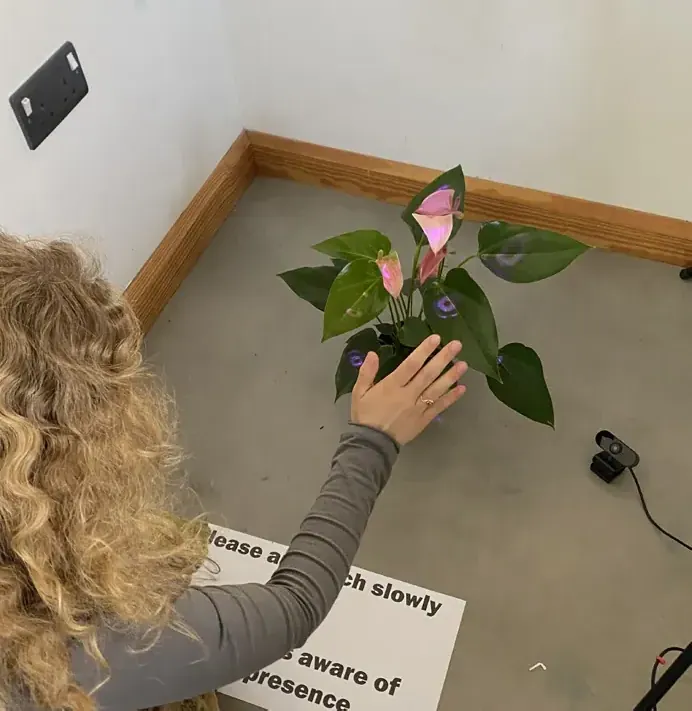 Visitor reaching towards the plant