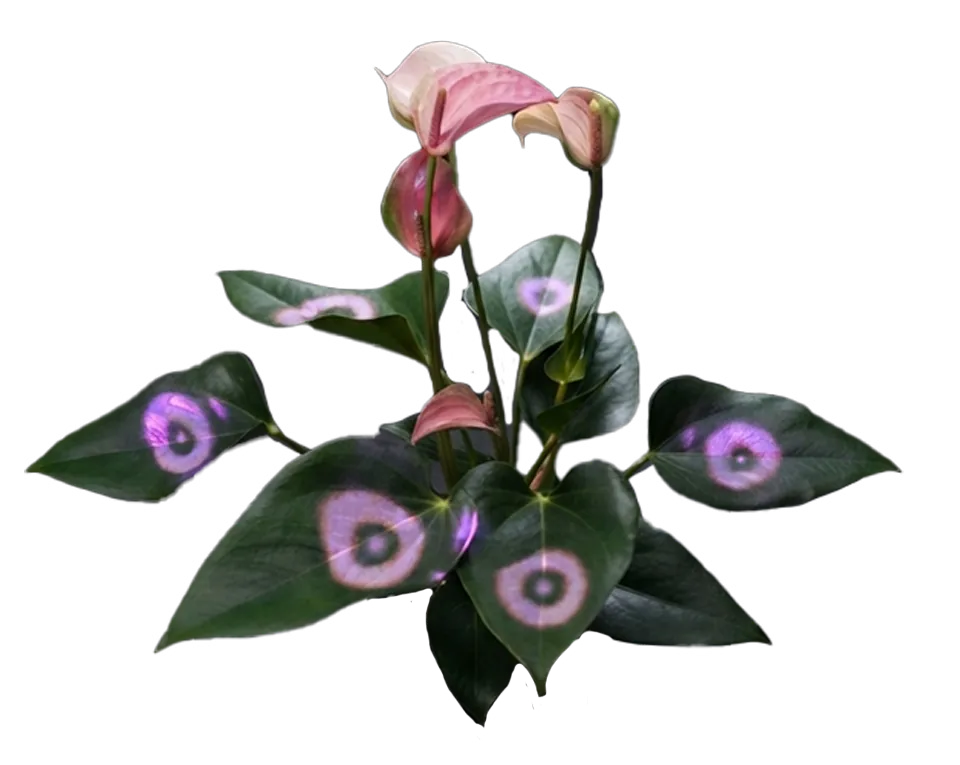 Pink Anthurium with projected light ripples