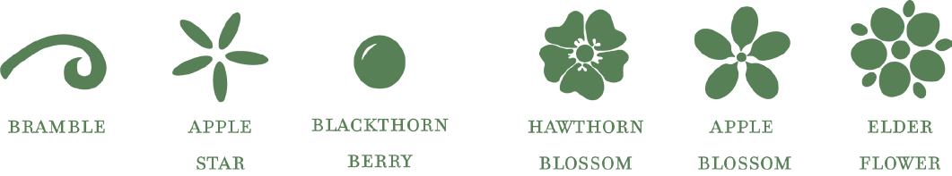 Botanical icon set: bramble, apple star, blackthorn berry, hawthorn blossom, apple blossom, elderflower