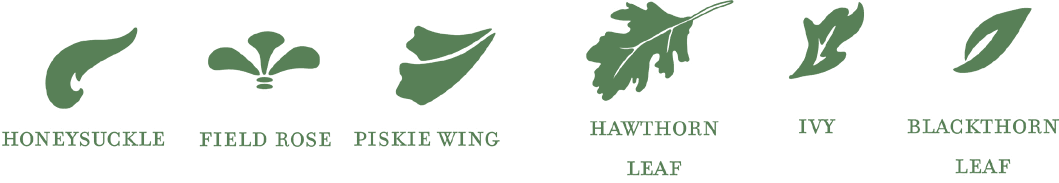Botanical icon set: honeysuckle, field rose, piskie wing, hawthorn leaf, ivy, blackthorn leaf