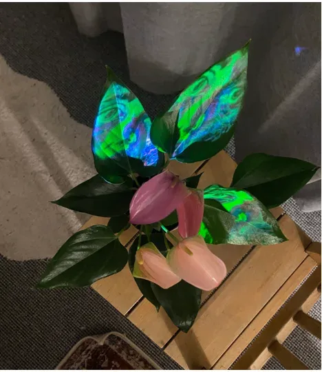 The mapped plant on its stand