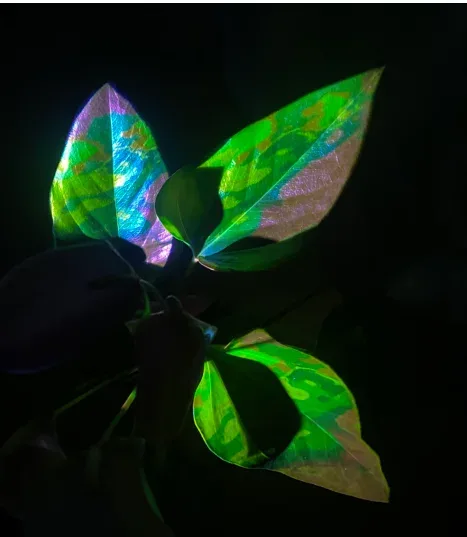 Test visuals mapped onto individual leaves