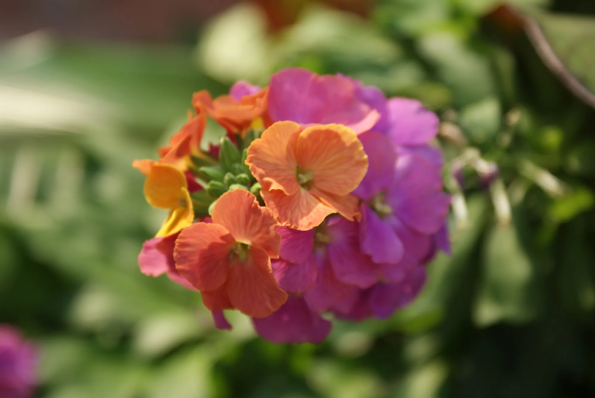 Wallflower photograph, unaltered