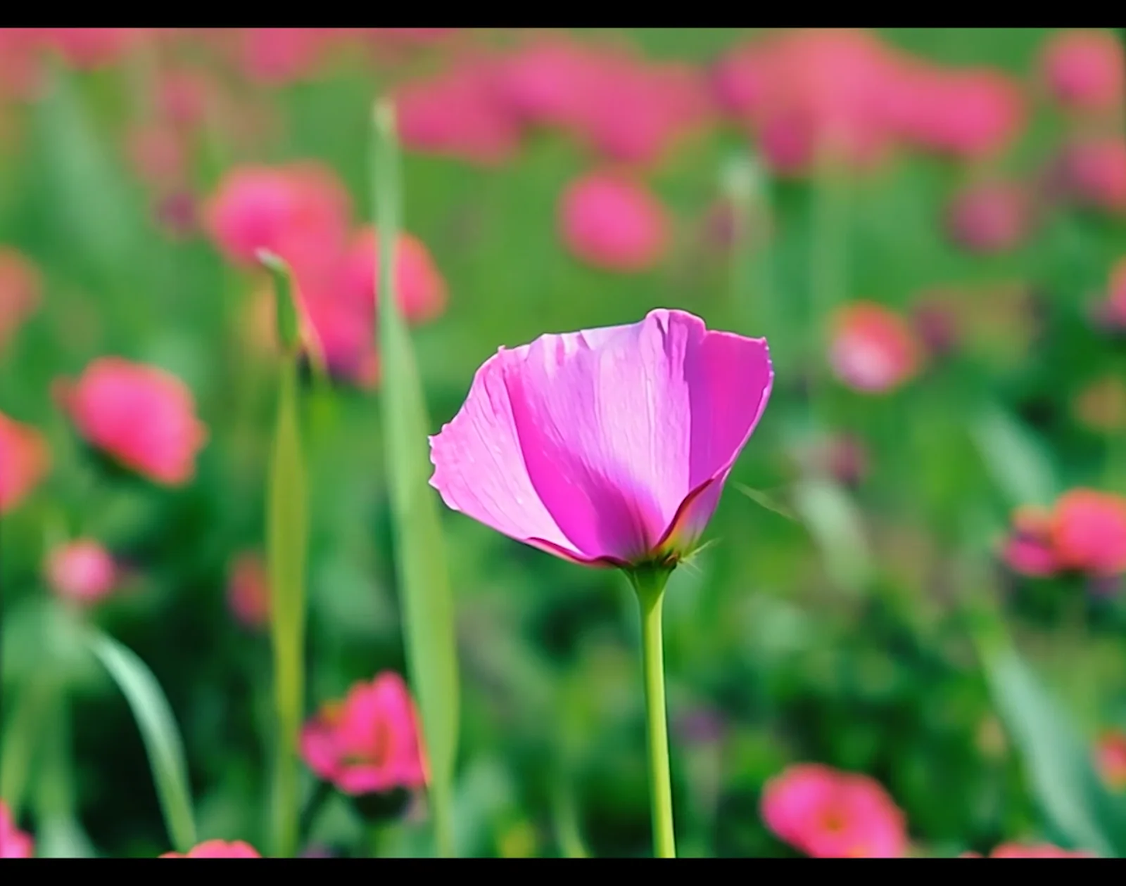 Still from A Little Home: a pink flower in focus against a blurred field of blooms